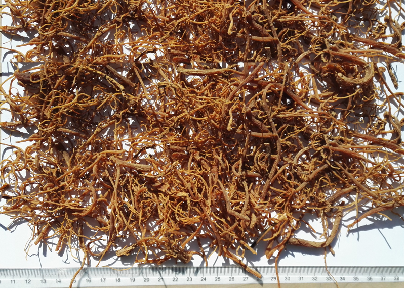 人參 - Ginseng Root